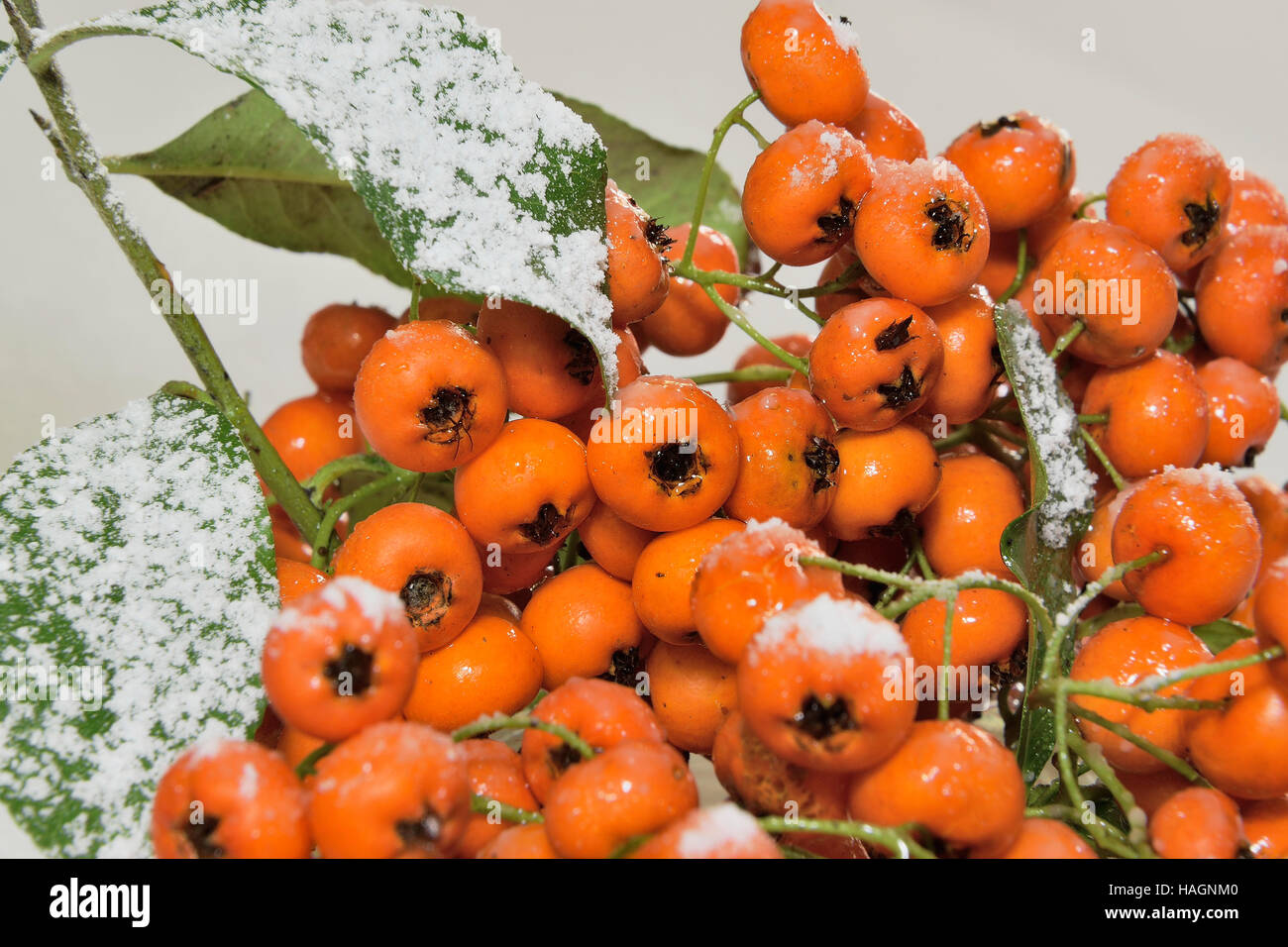 Winter decoration - red berries covered with snow Stock Photo - Alamy