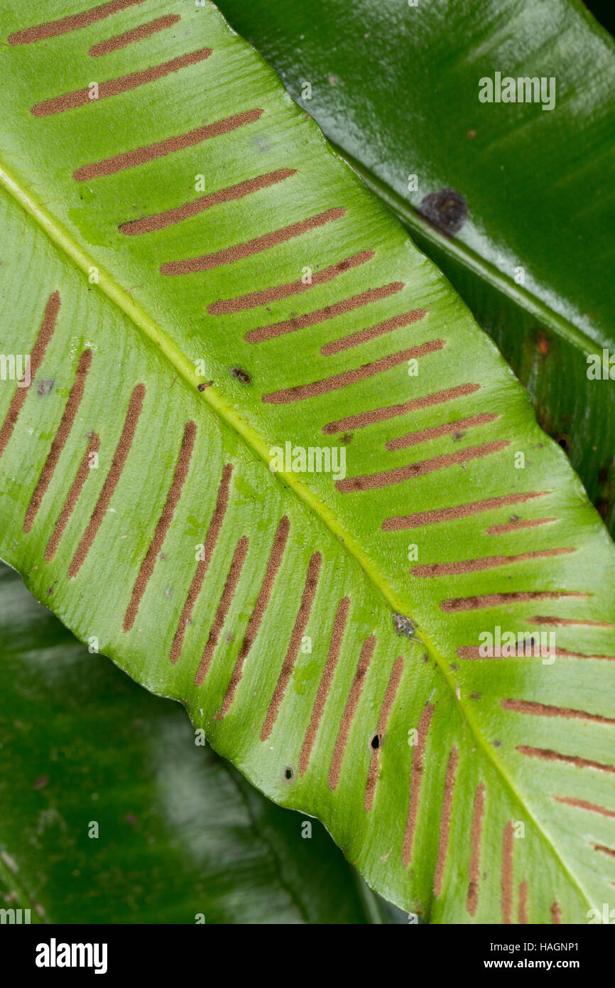 Hirschzungenfarn, Hirschzunge, Hirschzungen-Farn, Asplenium scolopendrium,  Phyllitis scolopendrium, Sporangien auf Blattunterseite in Sori, Harts Ton  Stock Photo - Alamy