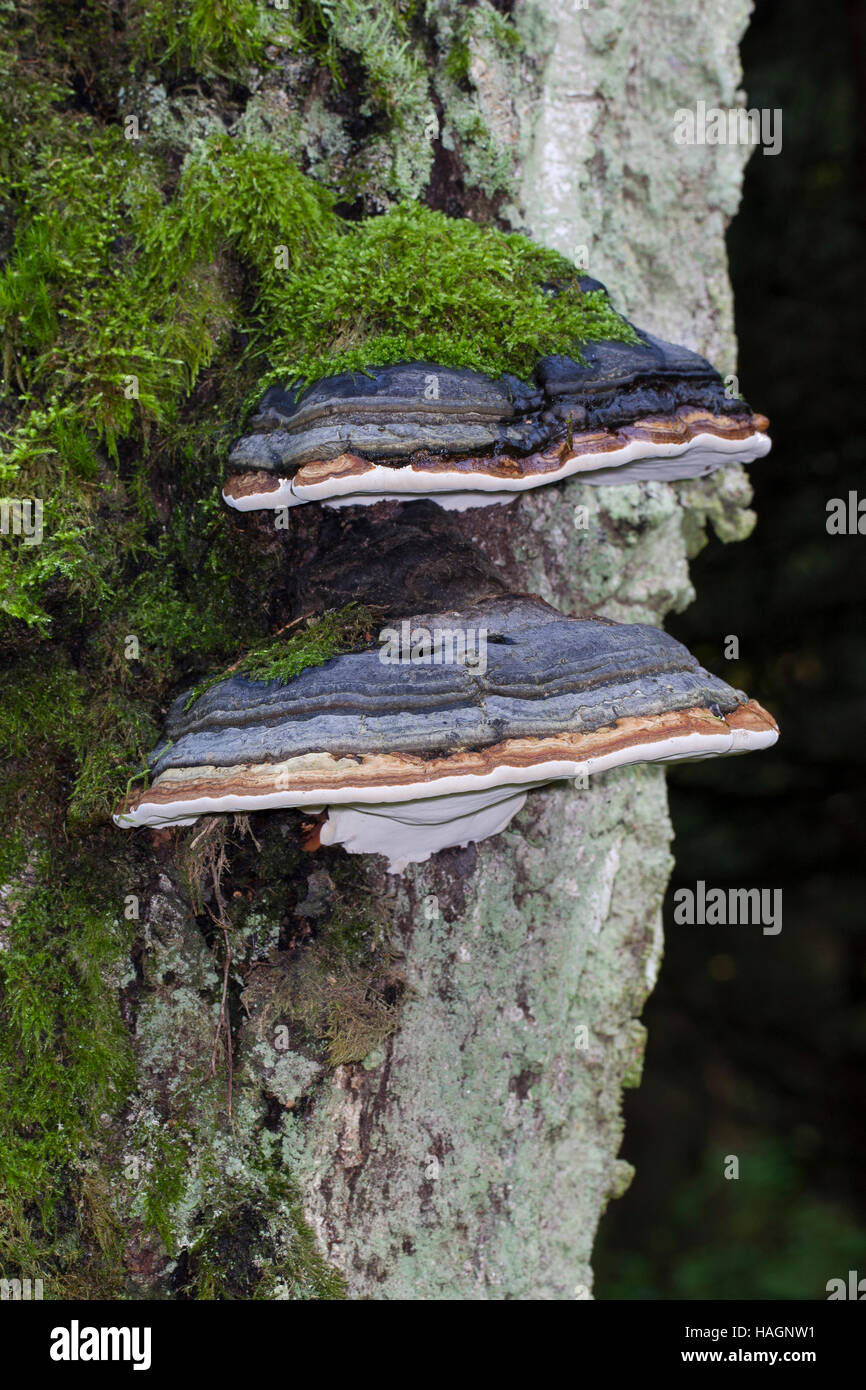 False tinder fungus