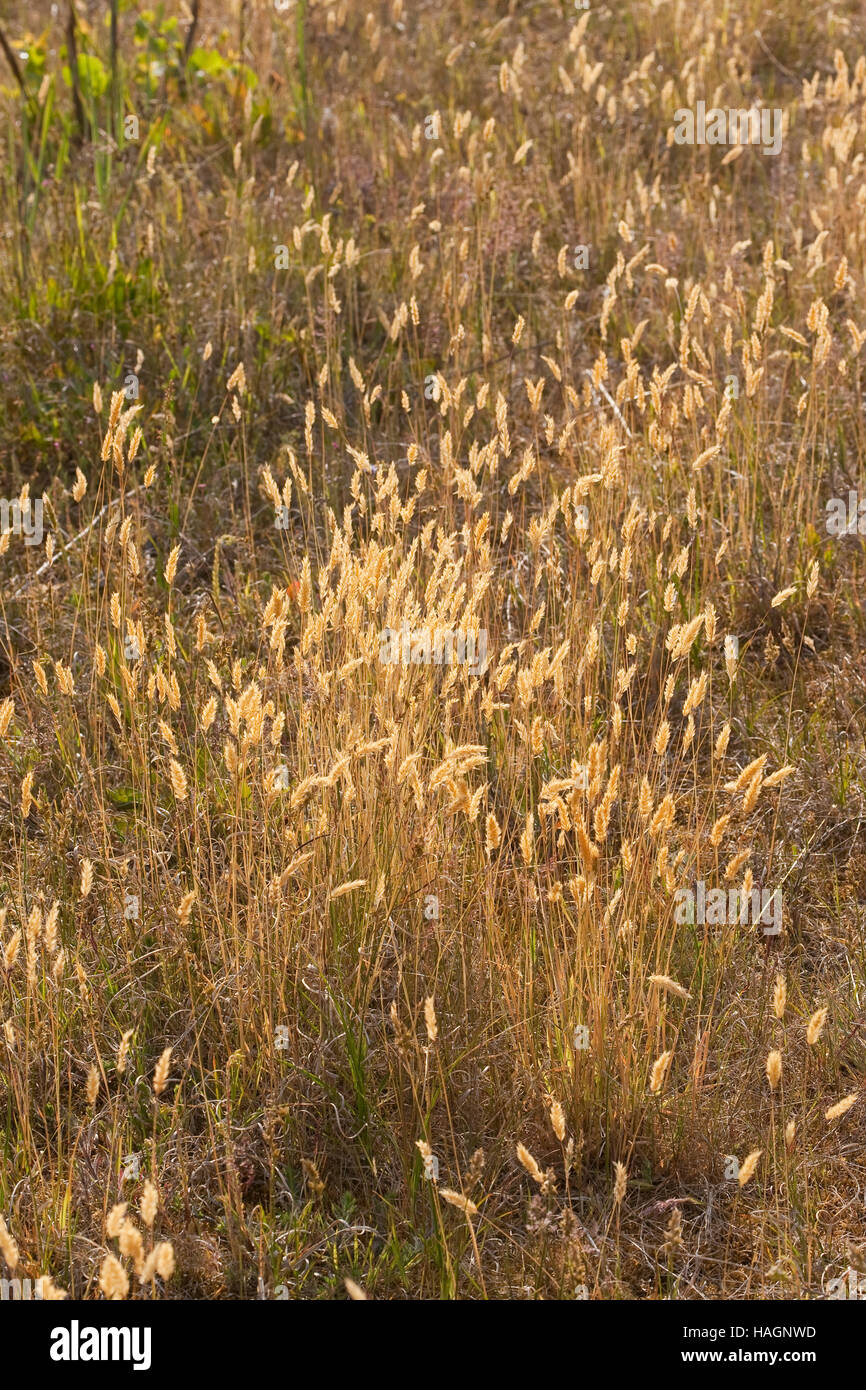 Gewöhnliches Ruchgras, RuchGras, Anthoxanthum odoratum, Scented Vernal