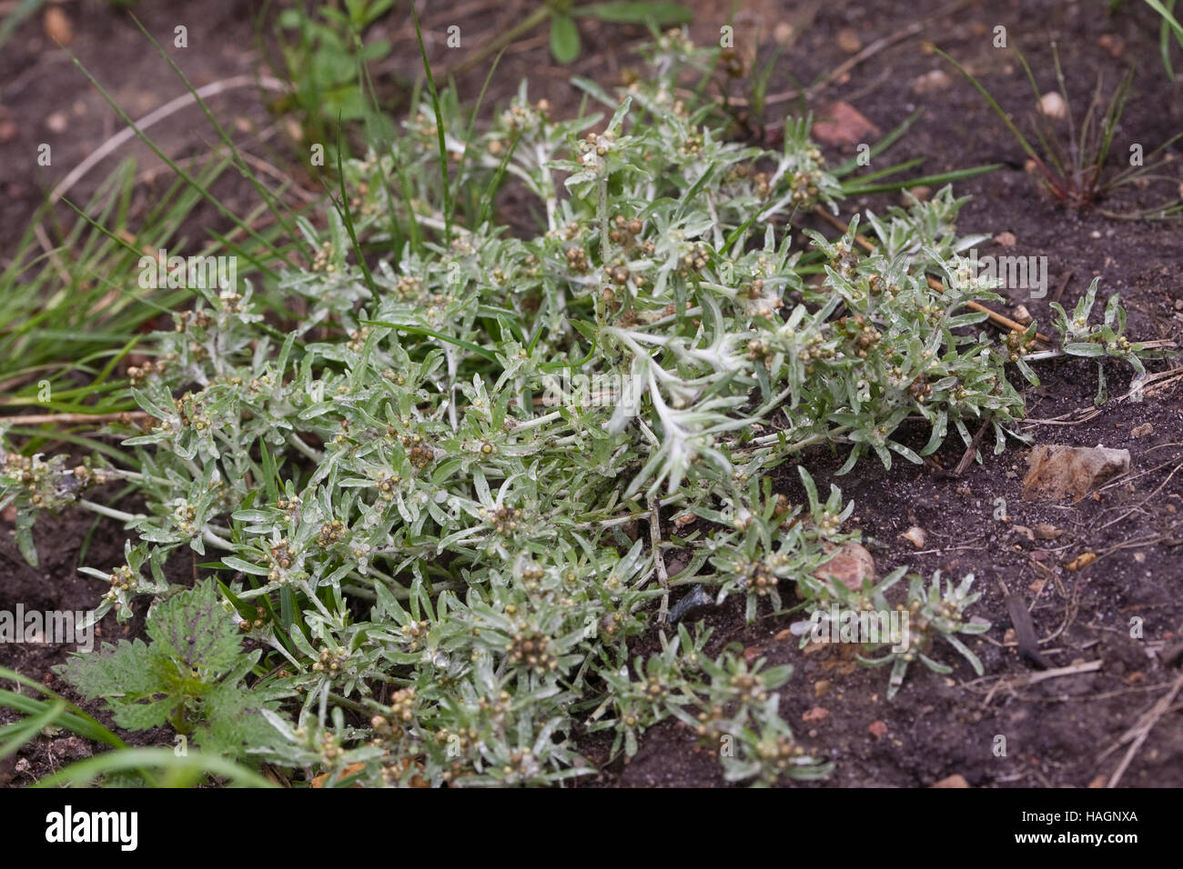 Sumpf-Ruhrkraut, Sumpf - Ruhrkraut, Gnaphalium uliginosum, Low Cudweed Stock Photo