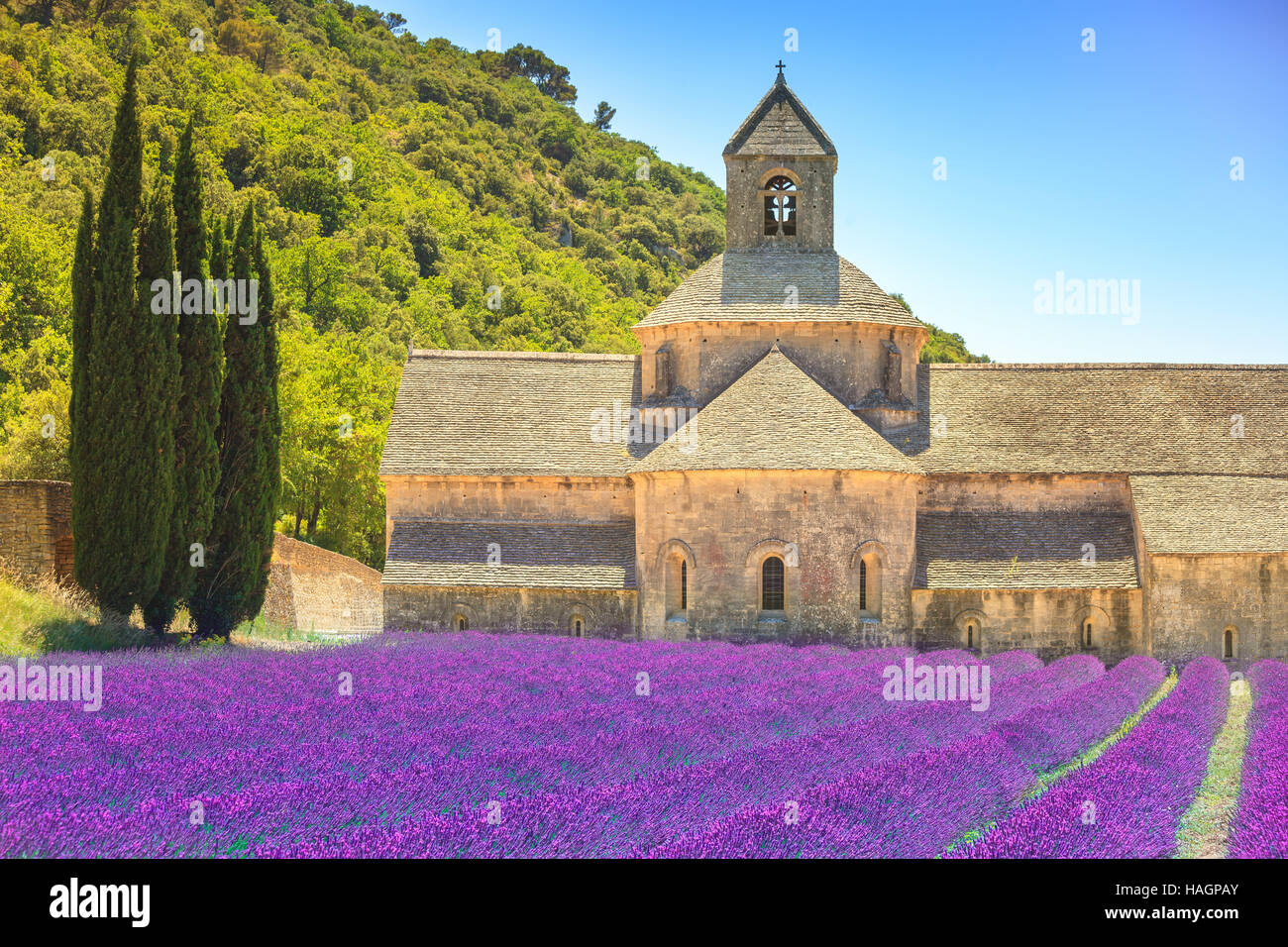 Abbey of Senanque and blooming rows lavender flowers. Gordes, Luberon, Vaucluse, Provence, France, Europe. Stock Photo