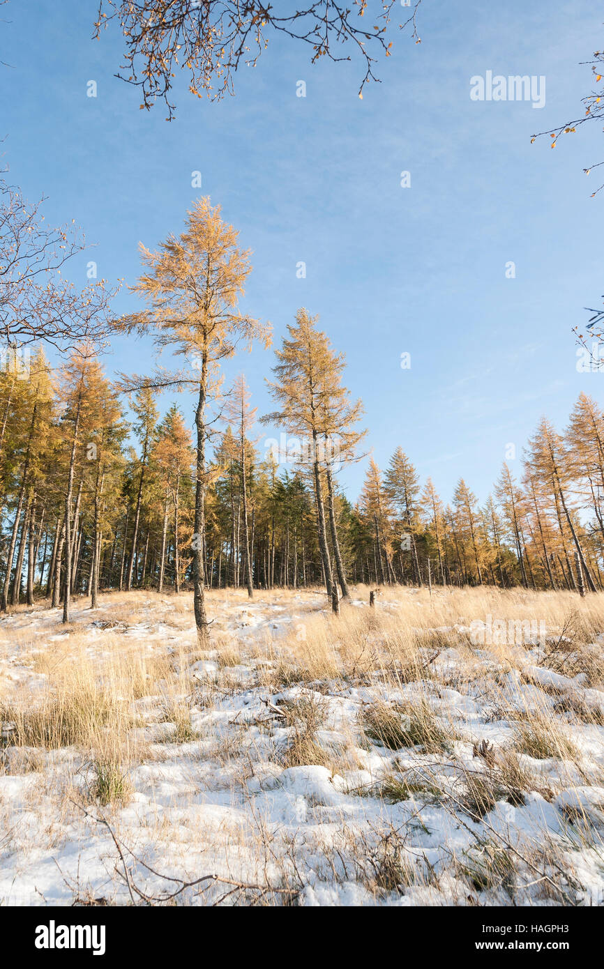 Young Larch Trees and Snow in Scotland. Stock Photo