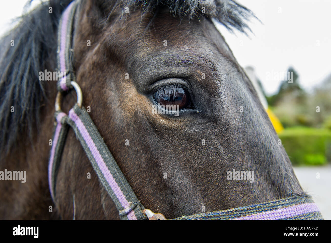 Horse's eye close up with tackle and copy space. Stock Photo