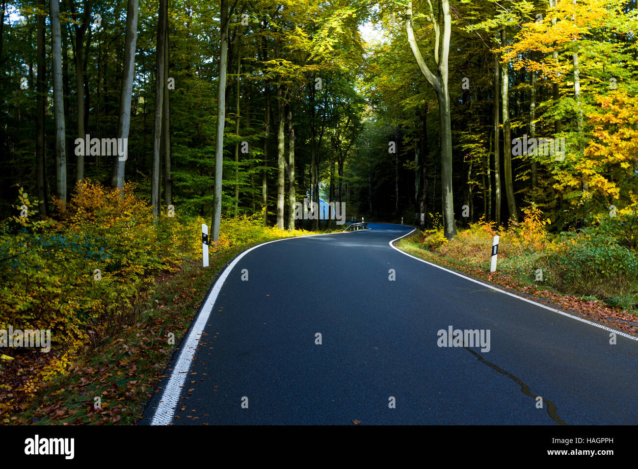 Asphalt road in autumn forest Stock Photo