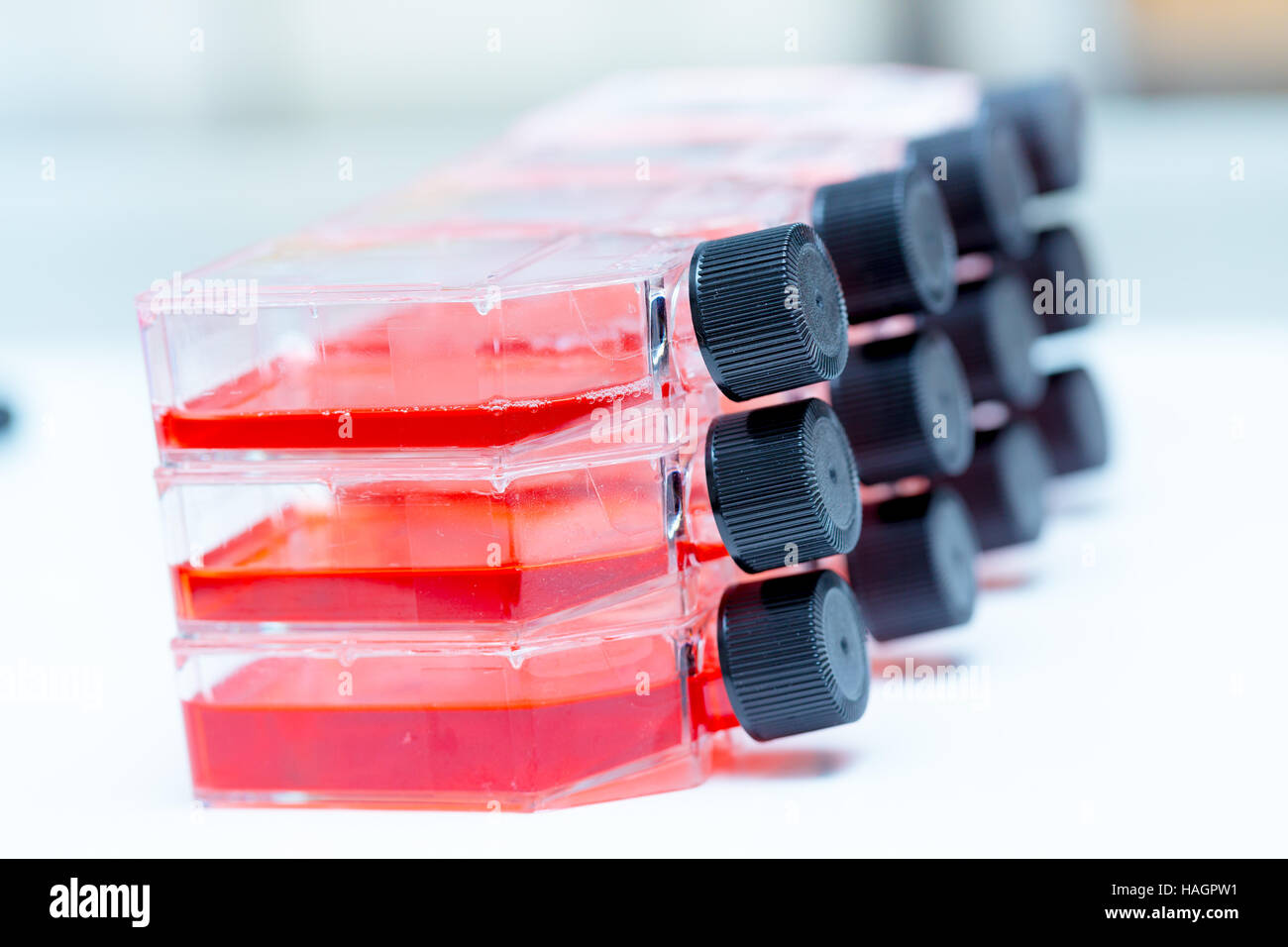 Culture Flasks in microbiological laboratory Stock Photo
