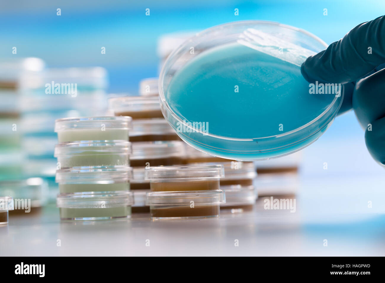 Petri dishes with fluid on hand Stock Photo Alamy