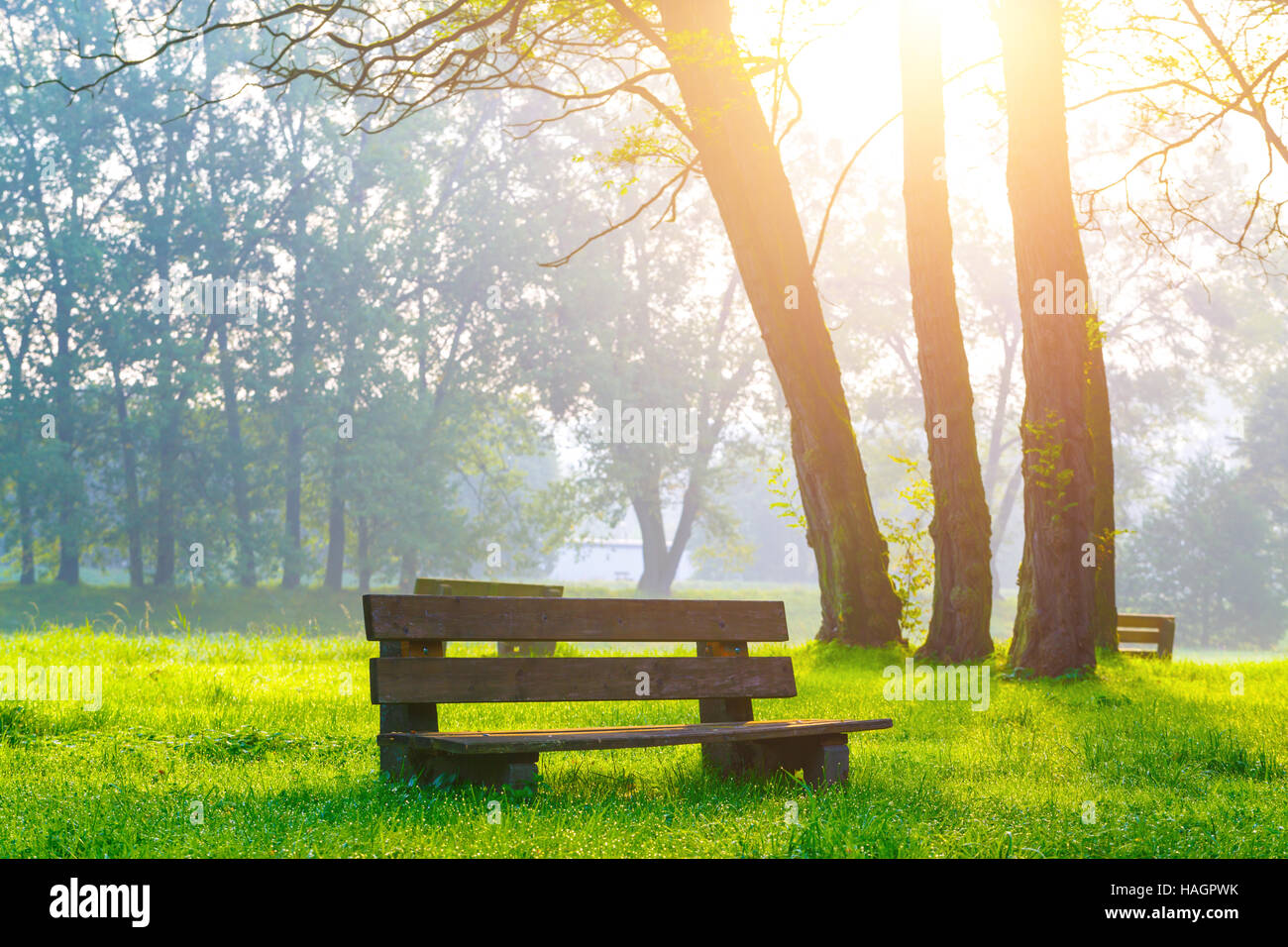 Tree bench morning park sunrise sunbeam Stock Photo