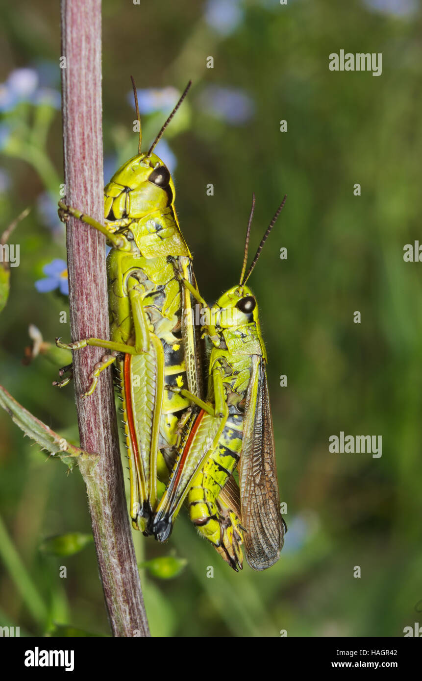 Colourful alpine green grasshopper coupling Stock Photo
