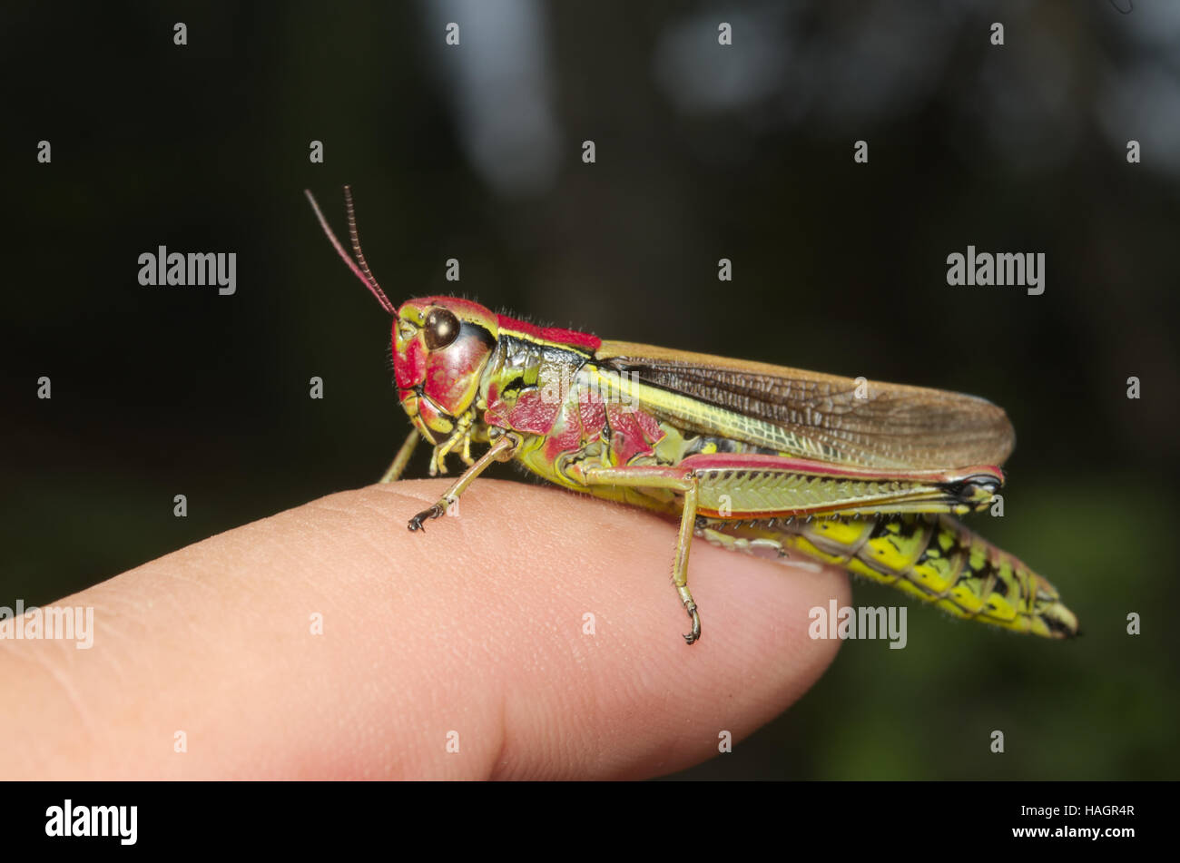 Mountain red and green grasshopper walking on a finger Stock Photo