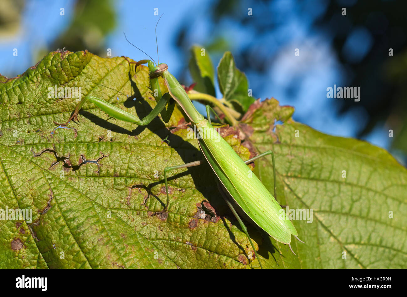 European or praying mantis (Mantis religiosa) hunting in an Italian garden Stock Photo