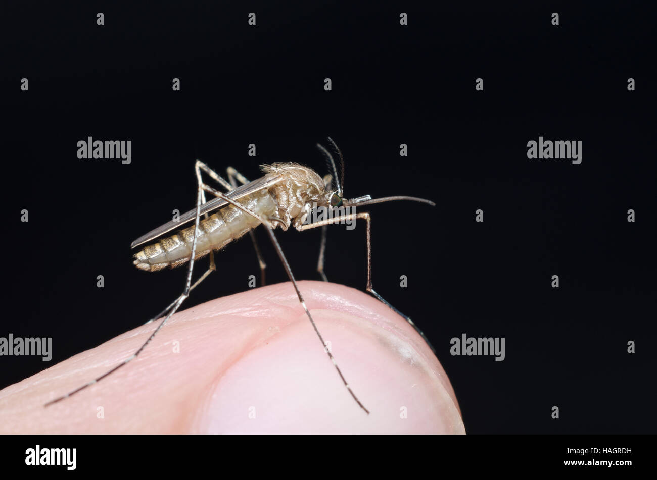 Common house mosquito (Culex pipiens) preparing for bite human skin Stock Photo