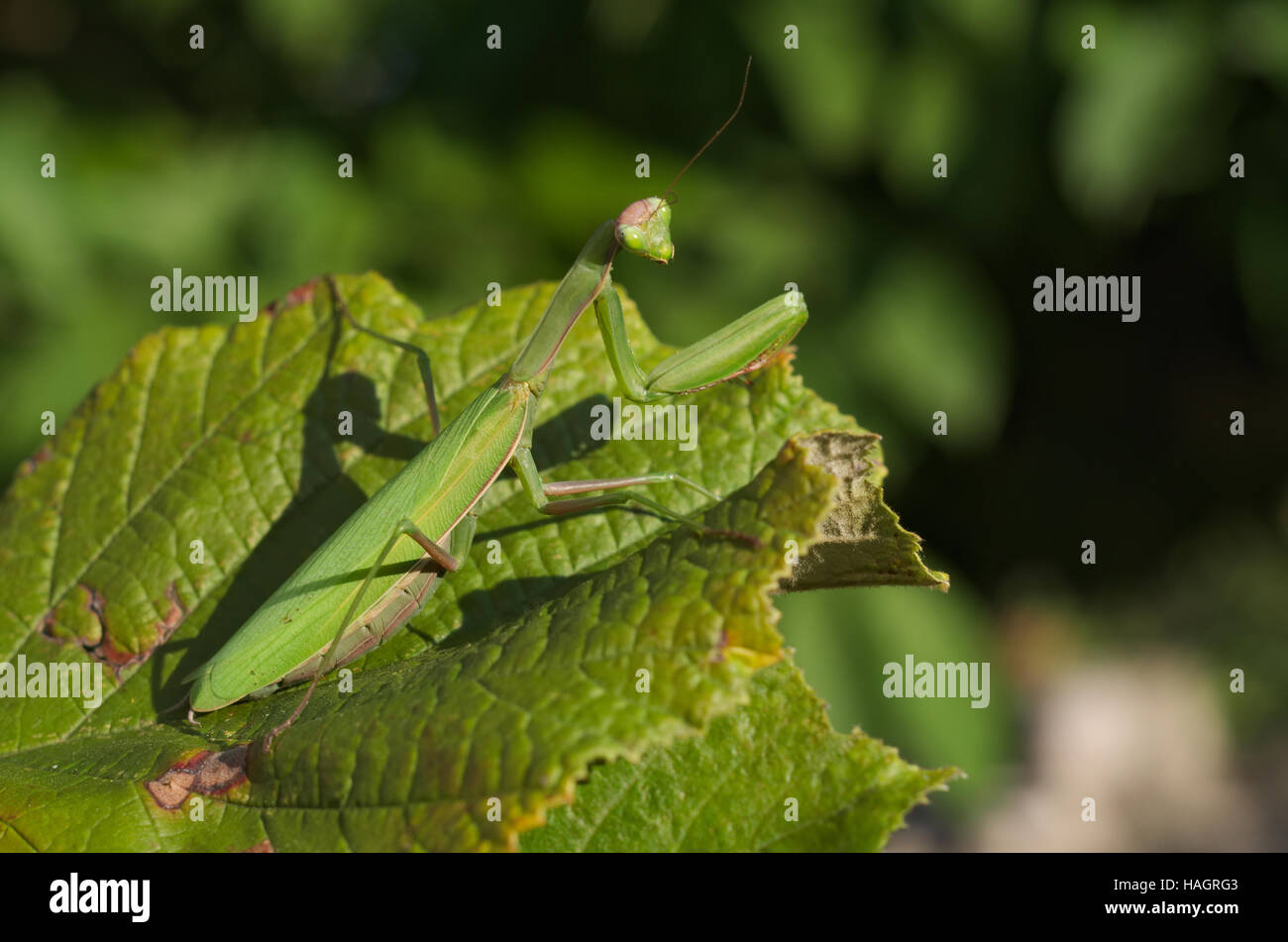 European or praying mantis (Mantis religiosa) hunting in an Italian garden Stock Photo