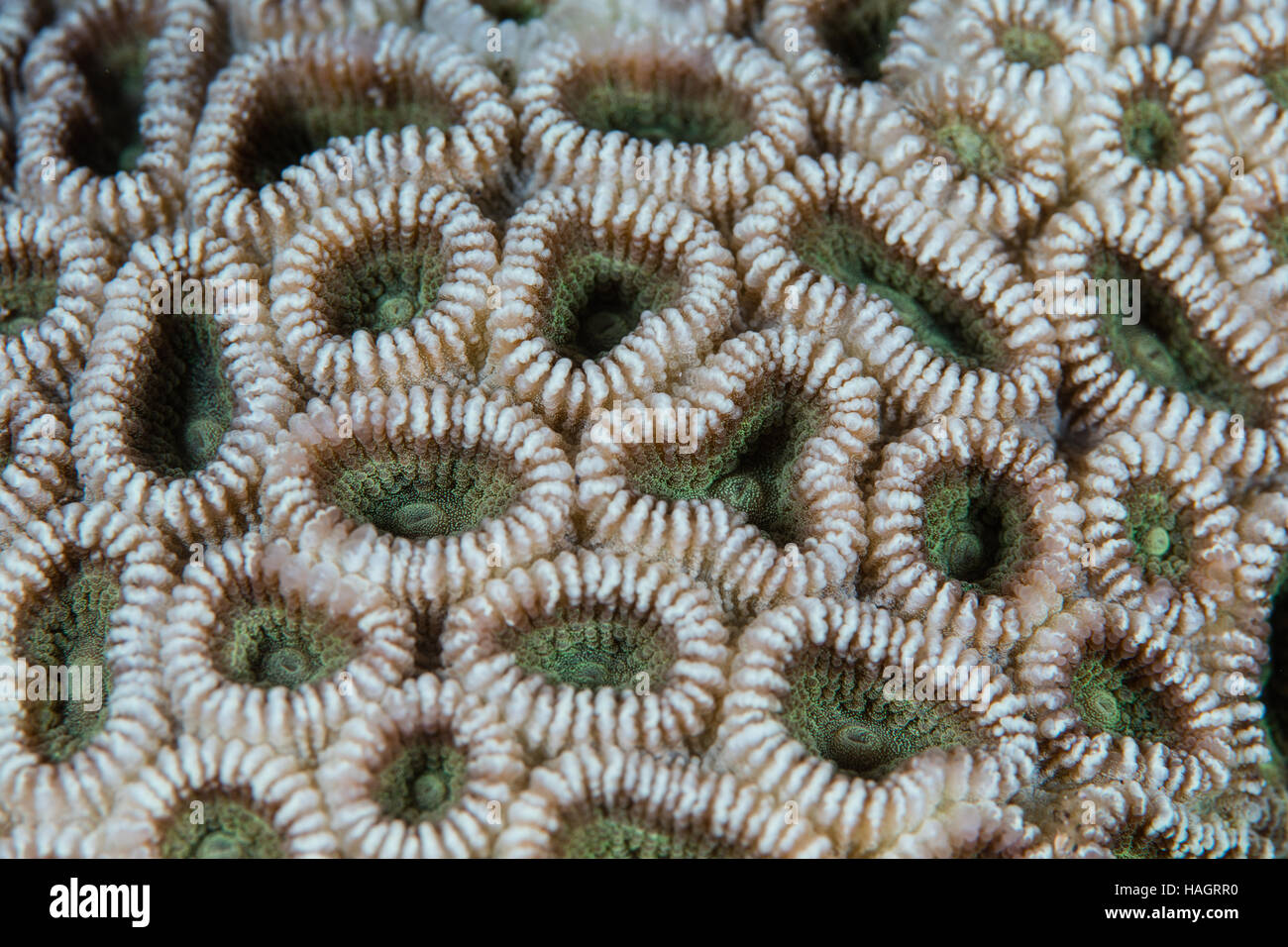 Detail of a coral colony (Favia sp.) growing on a reef in Indonesia. This region harbors extraordinary marine biodiversity. Stock Photo
