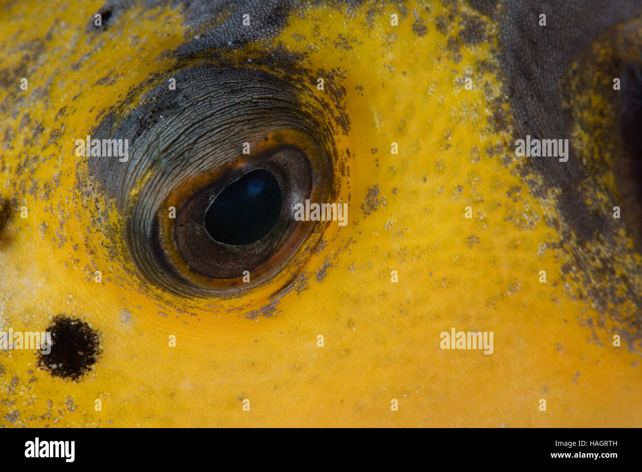 Detail of the eye of a Blackspotted pufferfish (Arothron nigropunctatus) on a coral reef in Komodo National Park, Indonesia. Stock Photo