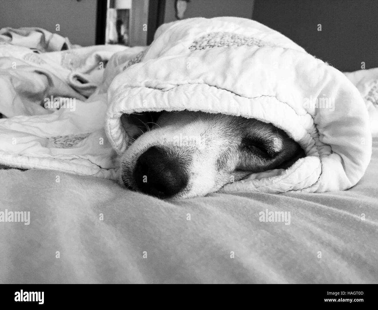 Black and white photo of a jack russell terrier dog under the covers on a bed. Stock Photo