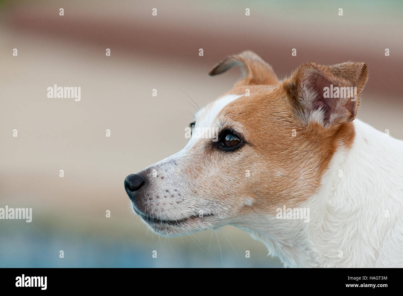 Cute jack russell terrier dog close up Stock Photo Alamy