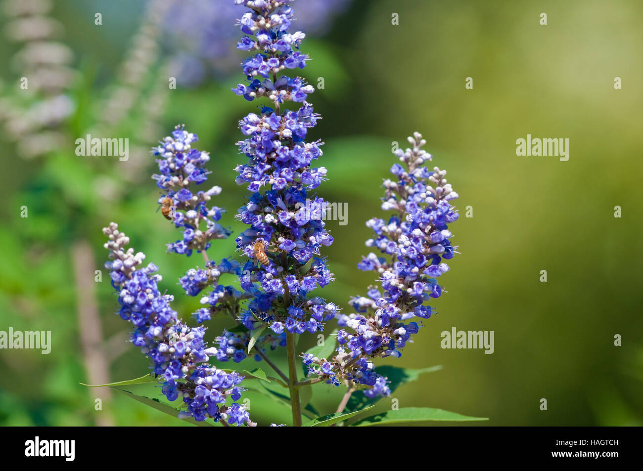 Close up of bees on a vitex tree Stock Photo Alamy