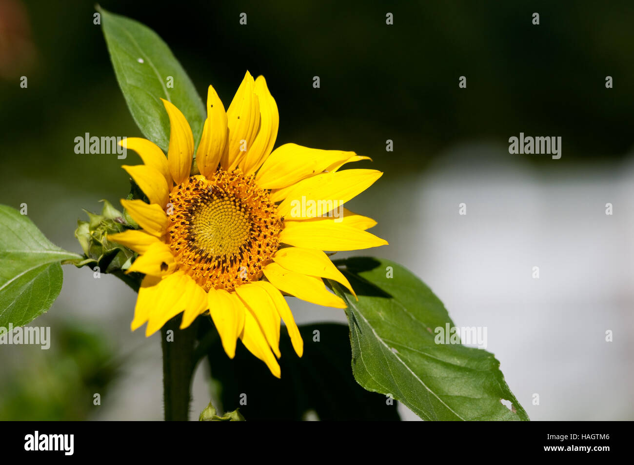 Beautiful Yellow Sunflower with copy space Stock Photo - Alamy
