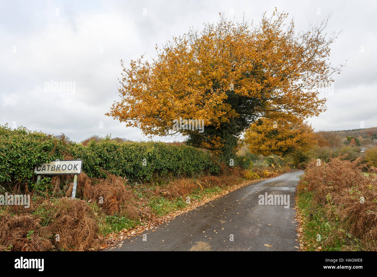 Lane leading to the Monmouthshire village of Catbrook, in the Wye Valley, Monmouthshire, South Wales, UK Stock Photo