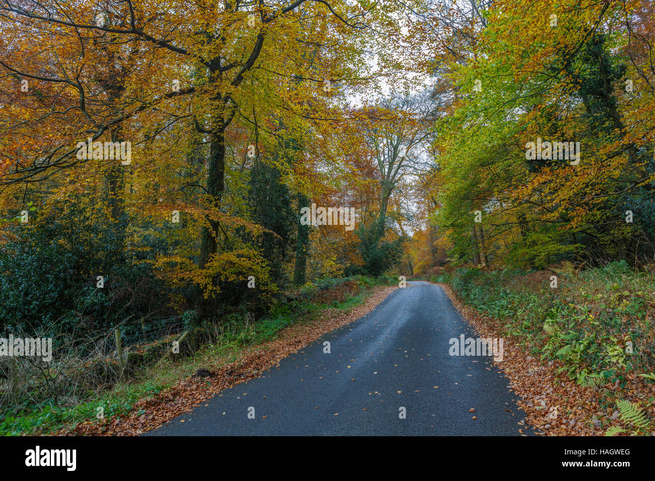 Country road passing through Beech woodland in  the Wye Valley, autumn, Monmouthshire, Wales Stock Photo