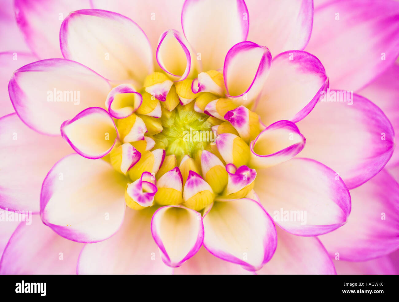 Close up of pink and white Dahlia Stock Photo - Alamy