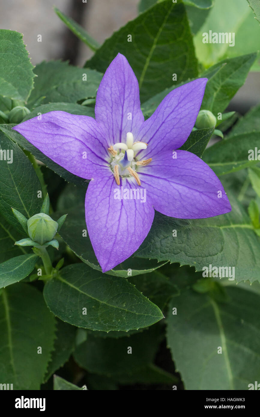 Star Shaped Purple Platycodon Stock Photo Alamy