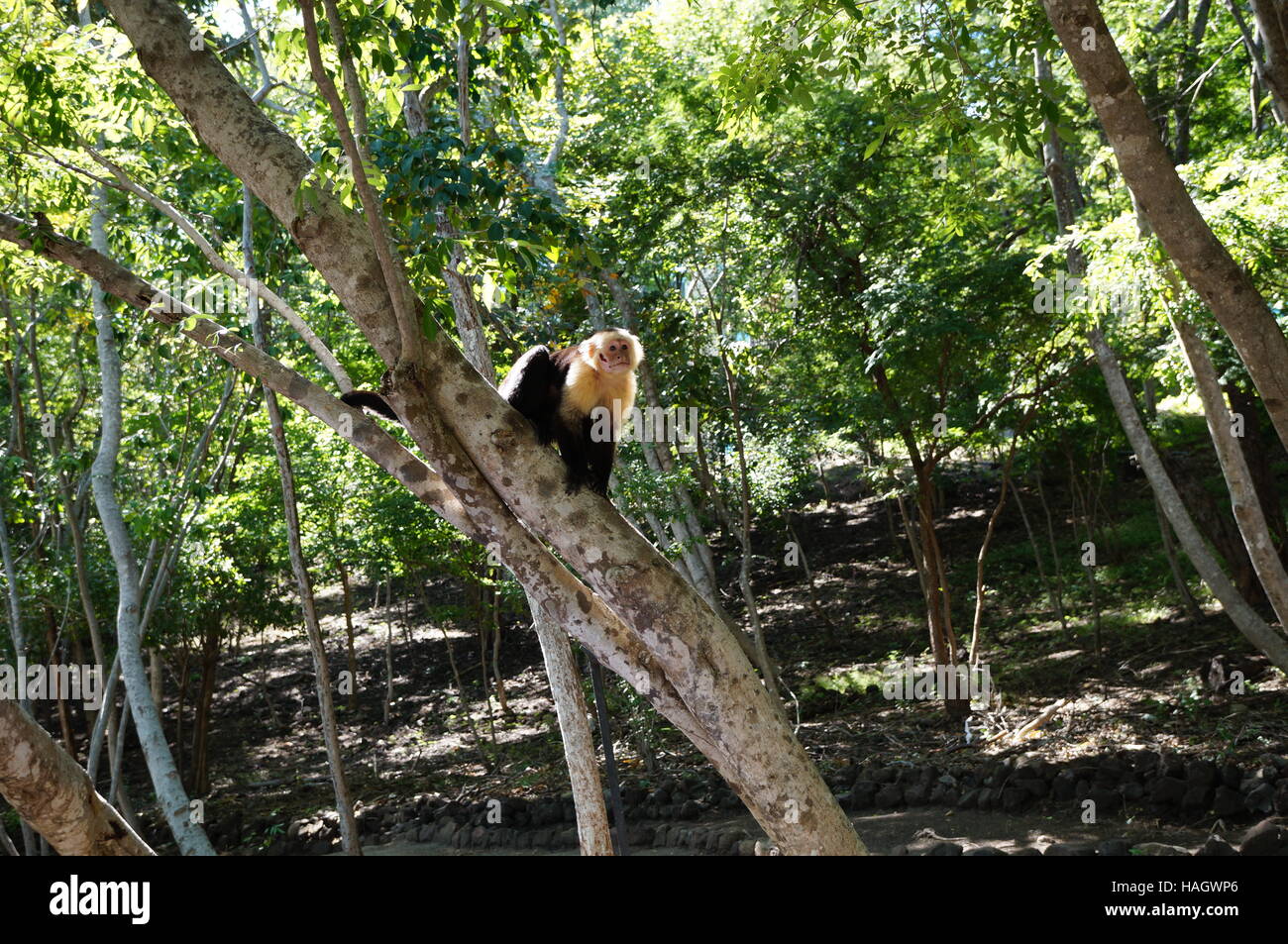 A white faced capuchin monkey in the wild in Costa Rica Stock Photo