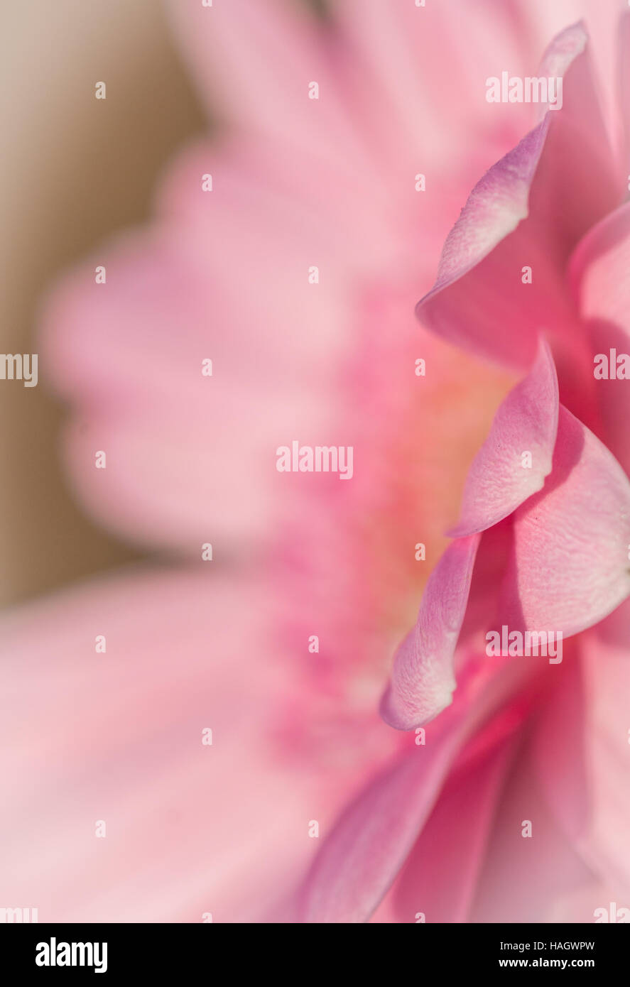 Edge of a daisy petal abstract Stock Photo