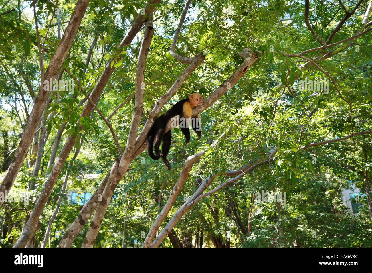 A white faced capuchin monkey in the wild in Costa Rica Stock Photo
