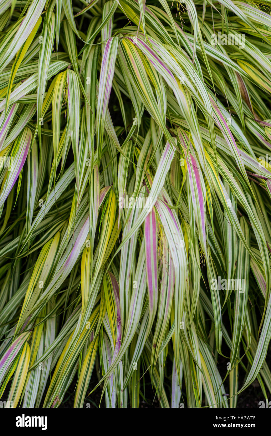 Onamental Grass as a background Stock Photo