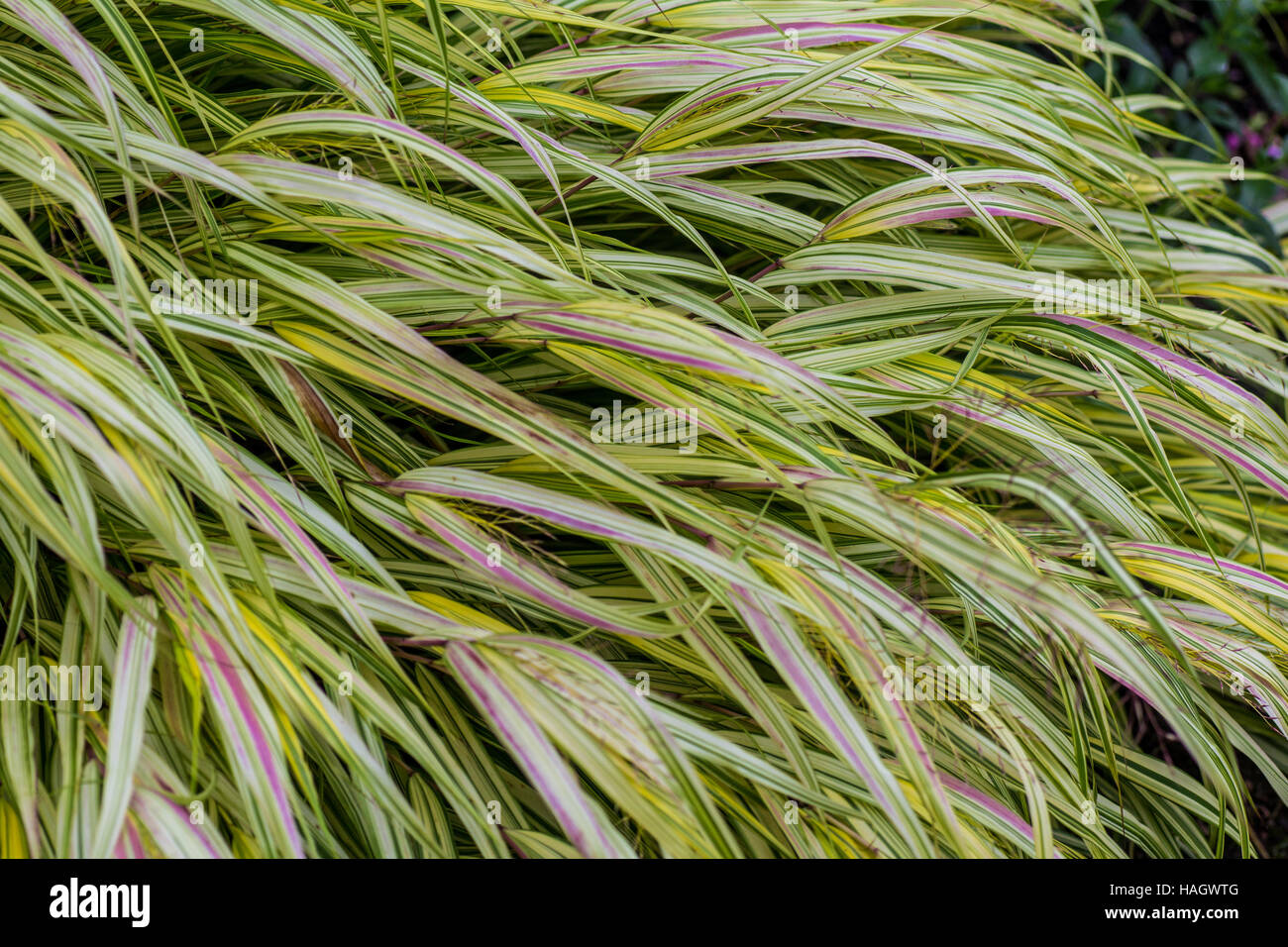 Onamental Grass as a background Stock Photo