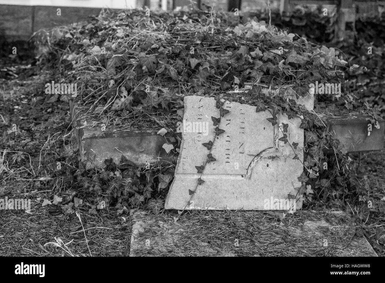 A broken tombstone laying on its side overgrown with ivy and weeds shown in black and white Stock Photo