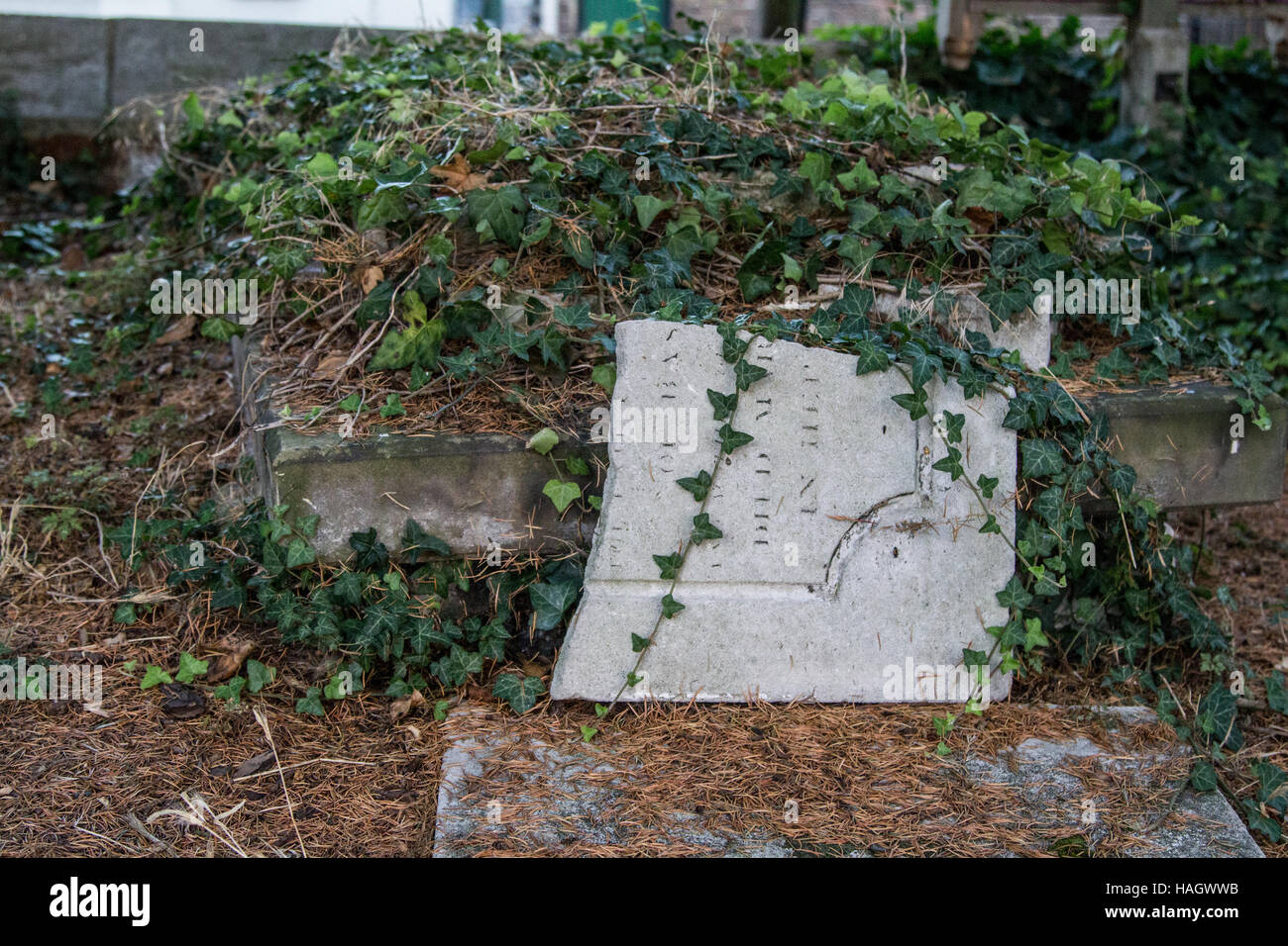 A broken tombstone laying on its side overgrown with ivy and weeds Stock Photo