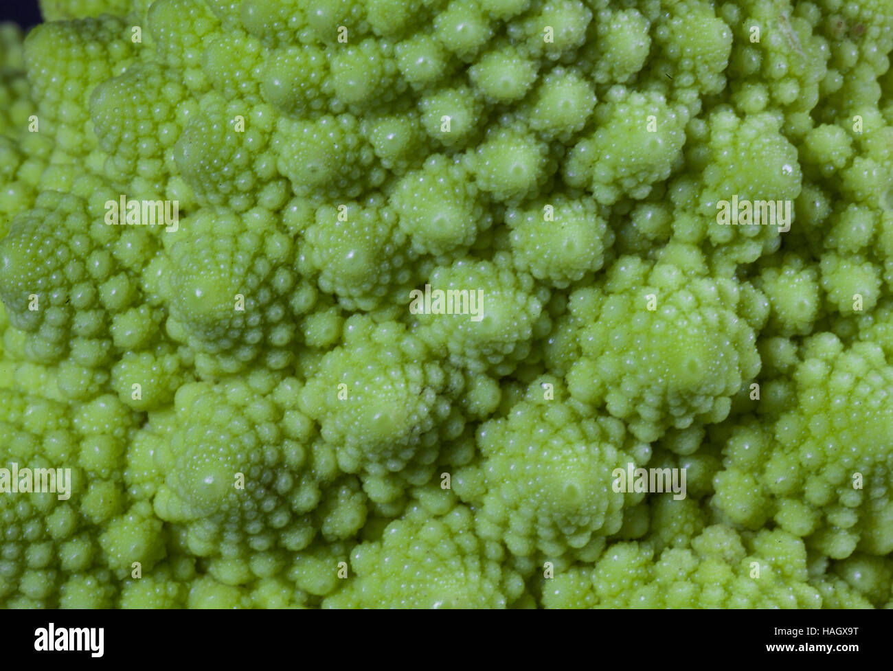 Romanesco cauliflower fractal hi-res stock photography and images - Alamy