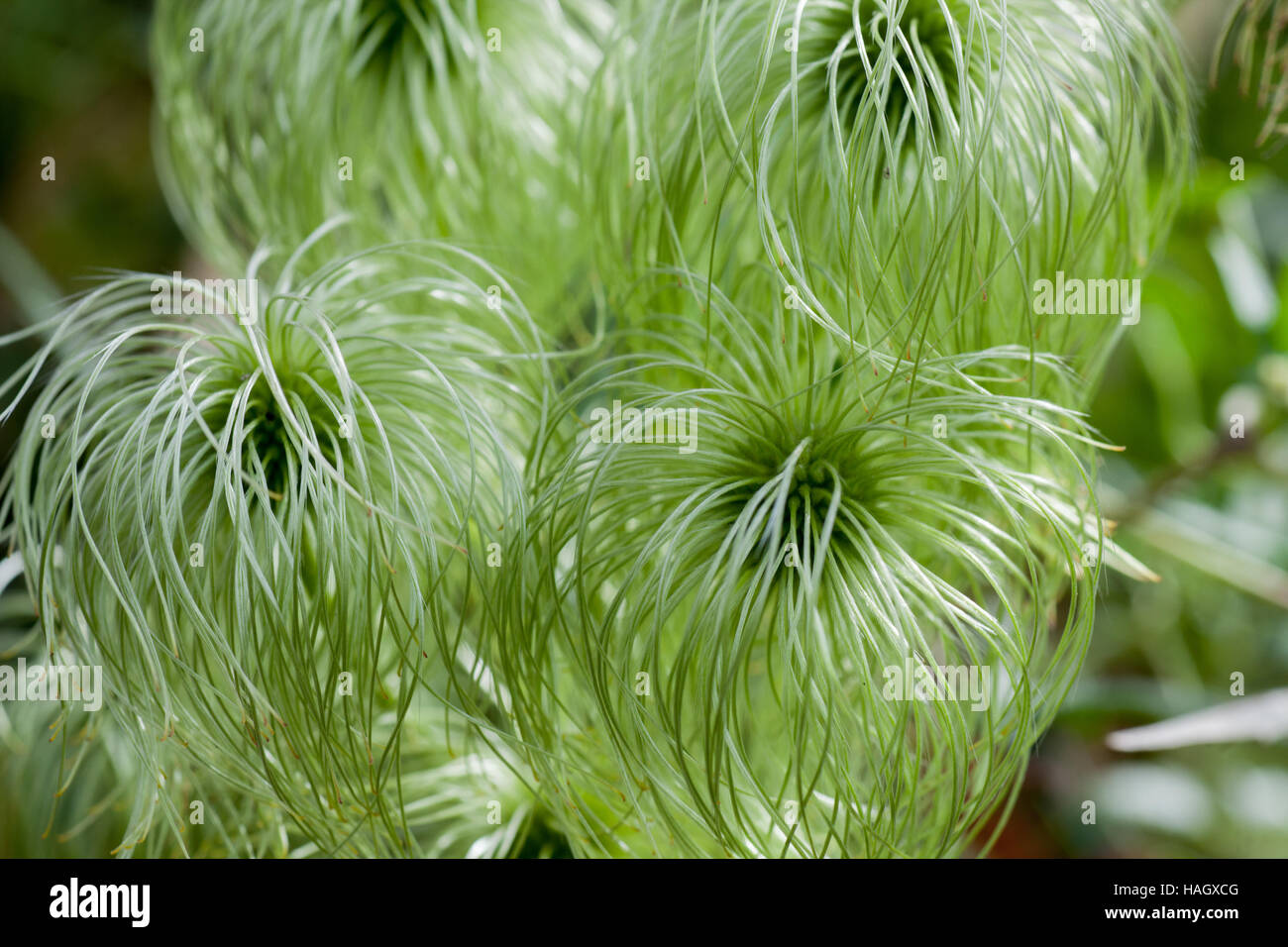 Clematis Seed heads in light green shortly after the flower has faded Stock Photo