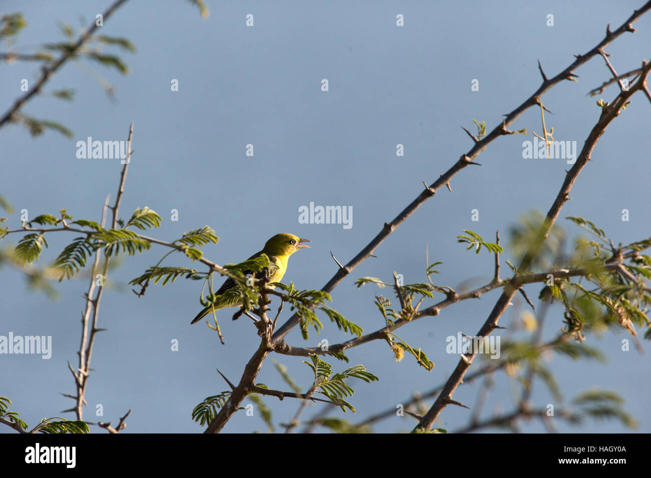 (Kruger National Park, South Africa---12 January 2015)  A spectacled weaver (Ploceus ocularis) near a water hole in Kruger National Park, South Africa Stock Photo