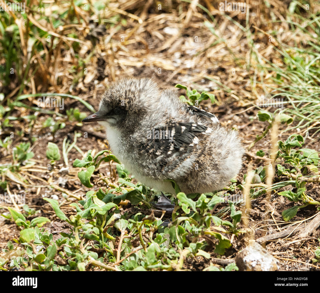 Very young Sooty Tern chick (Sterna fuscata), Lord Howe Island, New South Wales, NSW, Australia Stock Photo