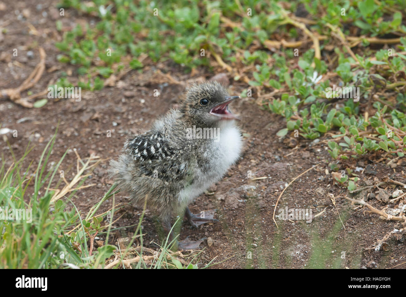 Very young Sooty Tern chick (Sterna fuscata), Lord Howe Island, New South Wales, NSW, Australia Stock Photo