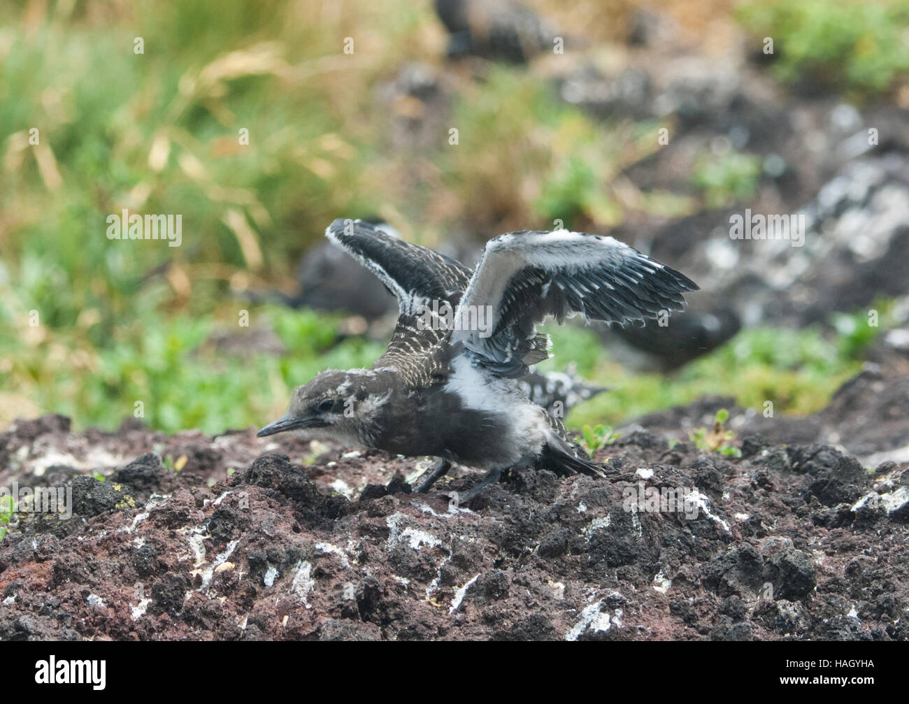 Sooty Tern chick (Sterna fuscata) flapping its wings, Lord Howe Island, New South Wales, NSW, Australia Stock Photo