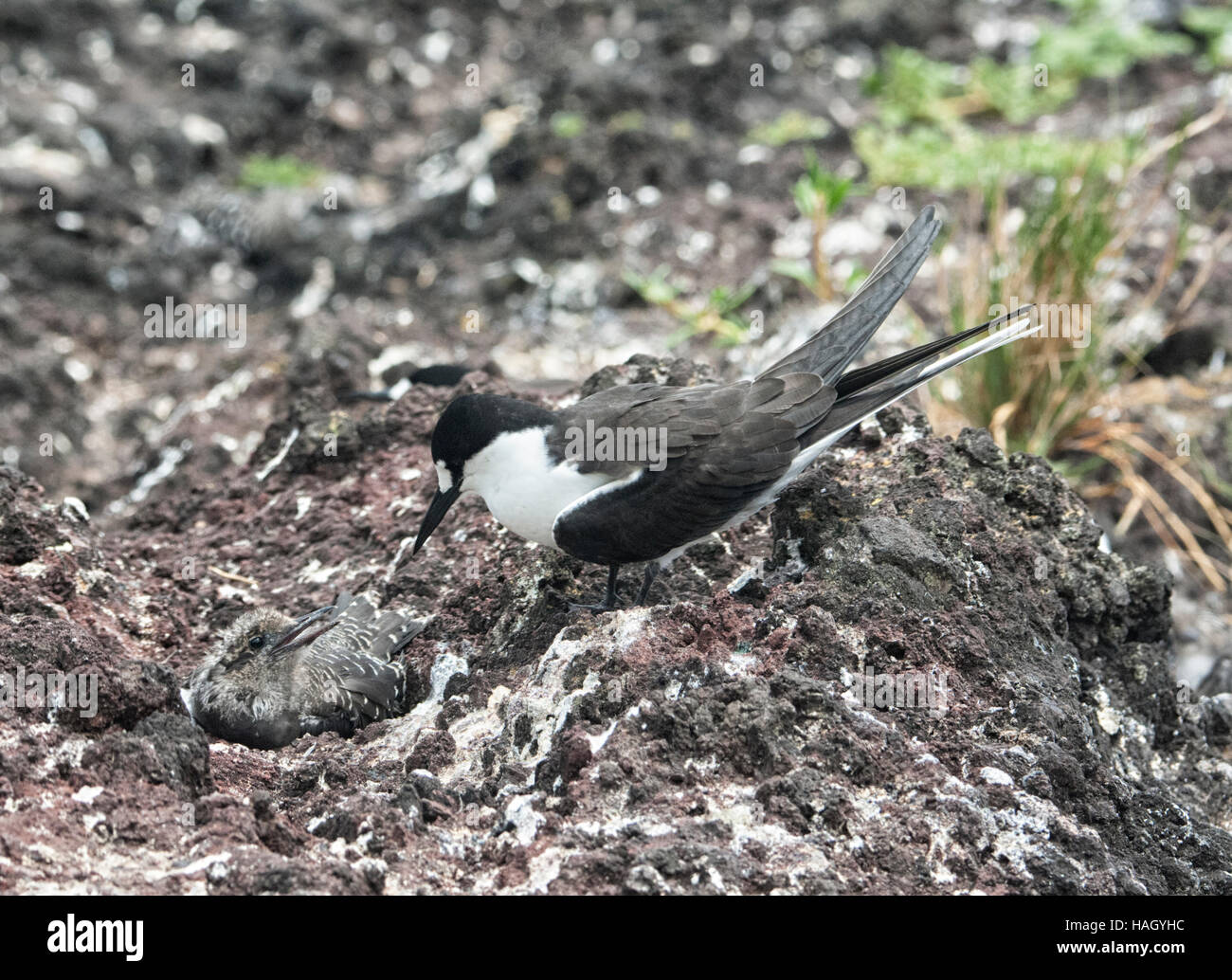 Parent and chick Sooty Tern (Sterna fuscata) camouflaged, Lord Howe Island, New South Wales, NSW, Australia Stock Photo