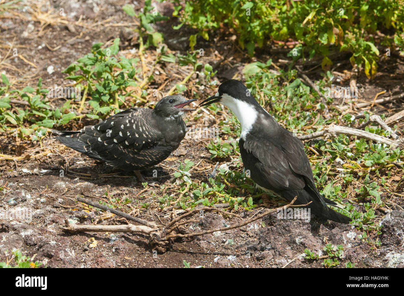Parent and begging chick Sooty Tern (Sterna fuscata), Lord Howe Island, New South Wales, NSW, Australia Stock Photo