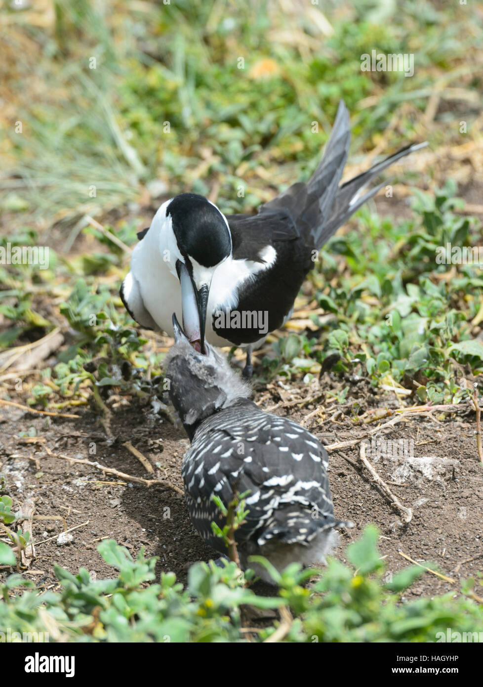 Sooty Tern (Sterna fuscata) regurgitating a squid for its chick, Lord Howe Island, New South Wales, NSW, Australia Stock Photo