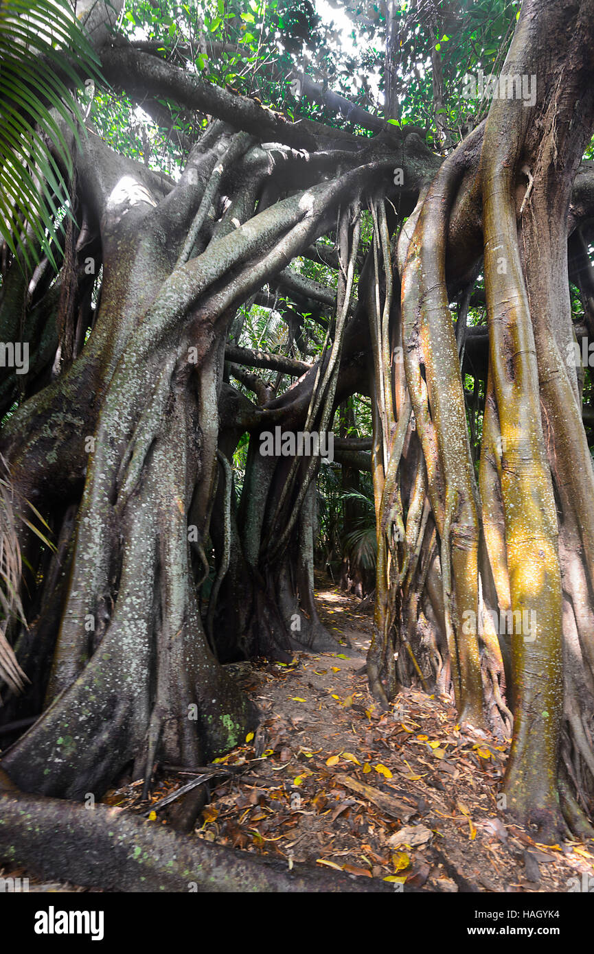 Giant Banyan tree  (Ficus macrophylla columnaris), endemic to Lord Howe Island, New South Wales, NSW, Australia Stock Photo