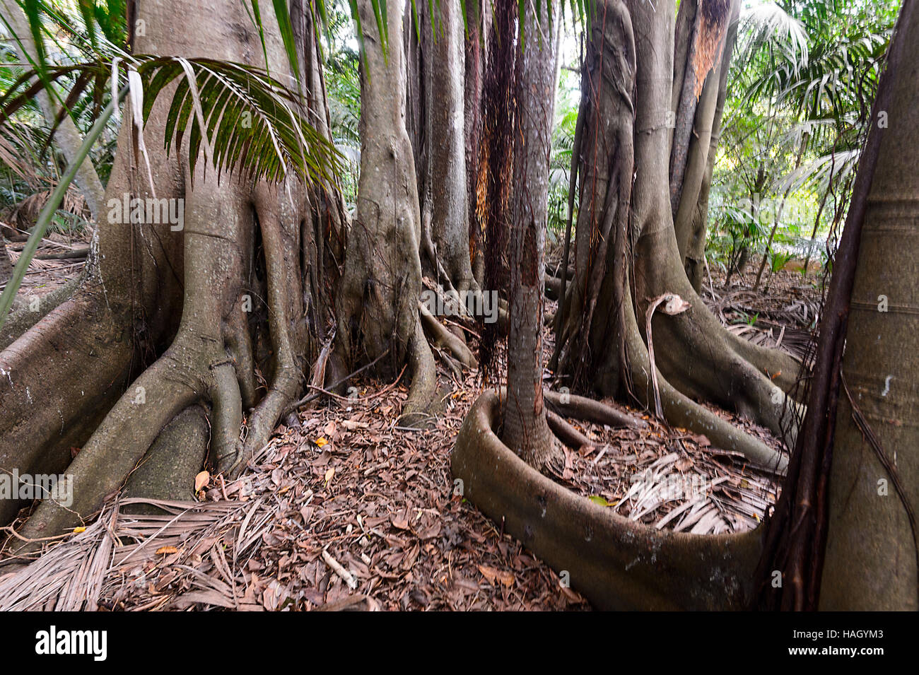 Giant Banyan tree  (Ficus macrophylla columnaris), endemic to Lord Howe Island, New South Wales, NSW, Australia Stock Photo