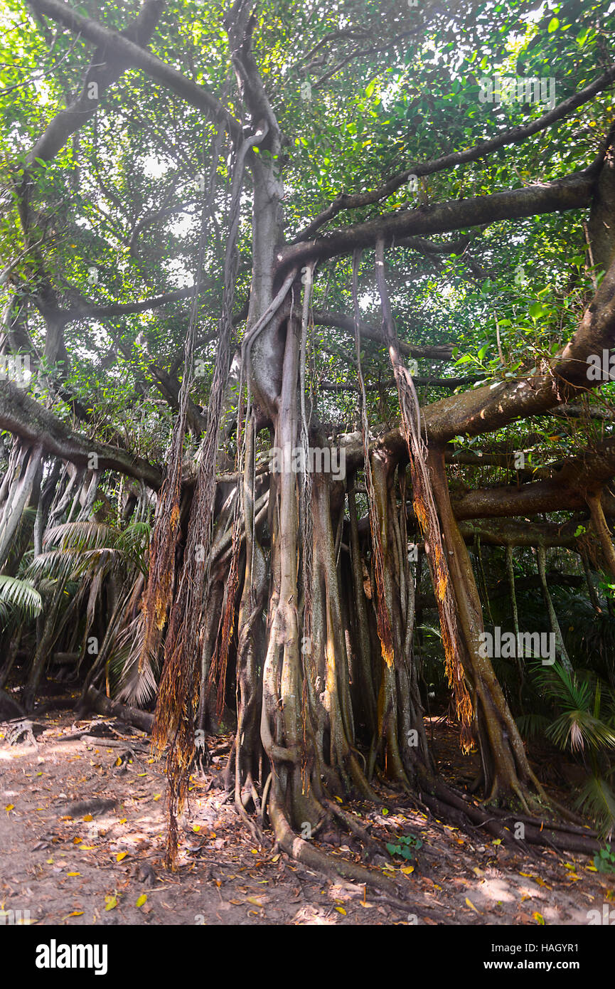 Giant Banyan tree (Ficus macrophylla columnaris), endemic to Lord Howe Island, Valley of the Shadows, New South Wales, NSW, Australia Stock Photo