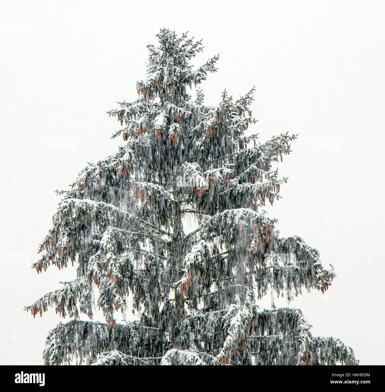 Heavy snowfall in the winter forest. Blizzard around spruce with cones. Snow falls on evergreen tree. Stock Photo