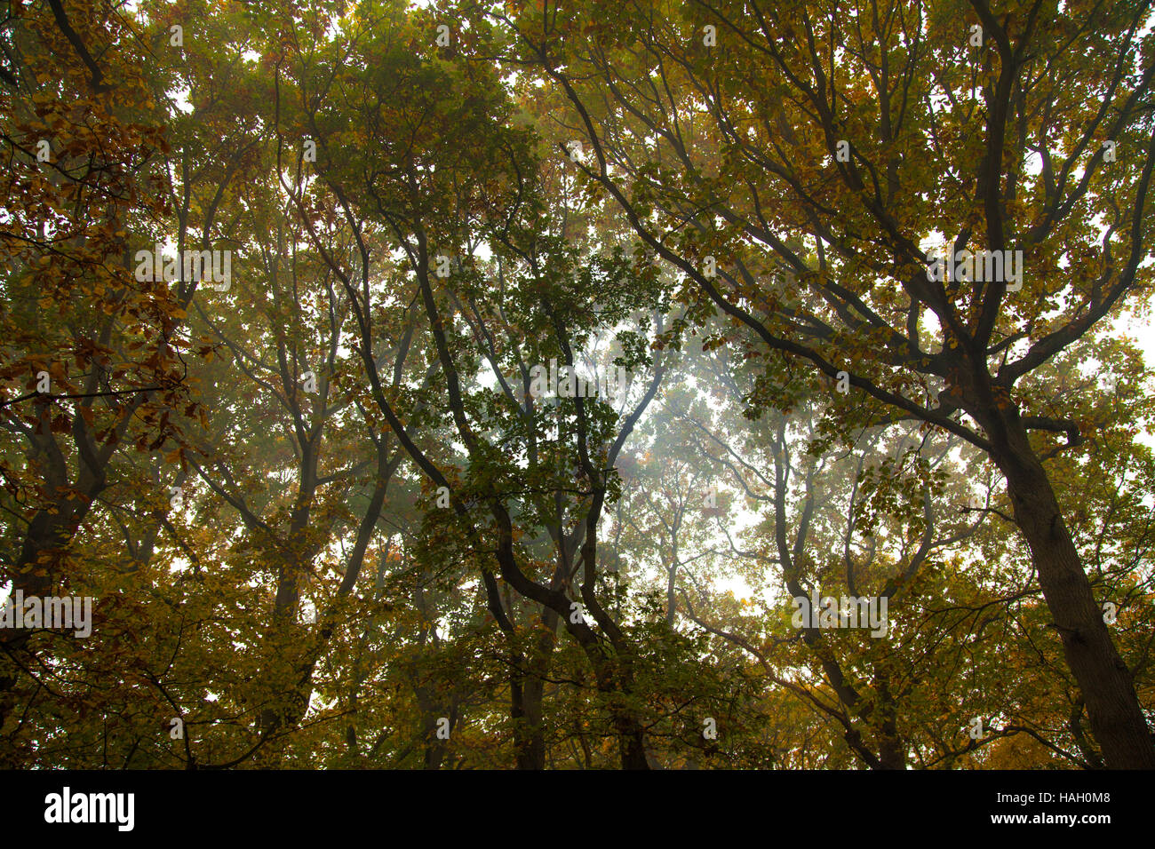 Canopy trees hi-res stock photography and images - Alamy