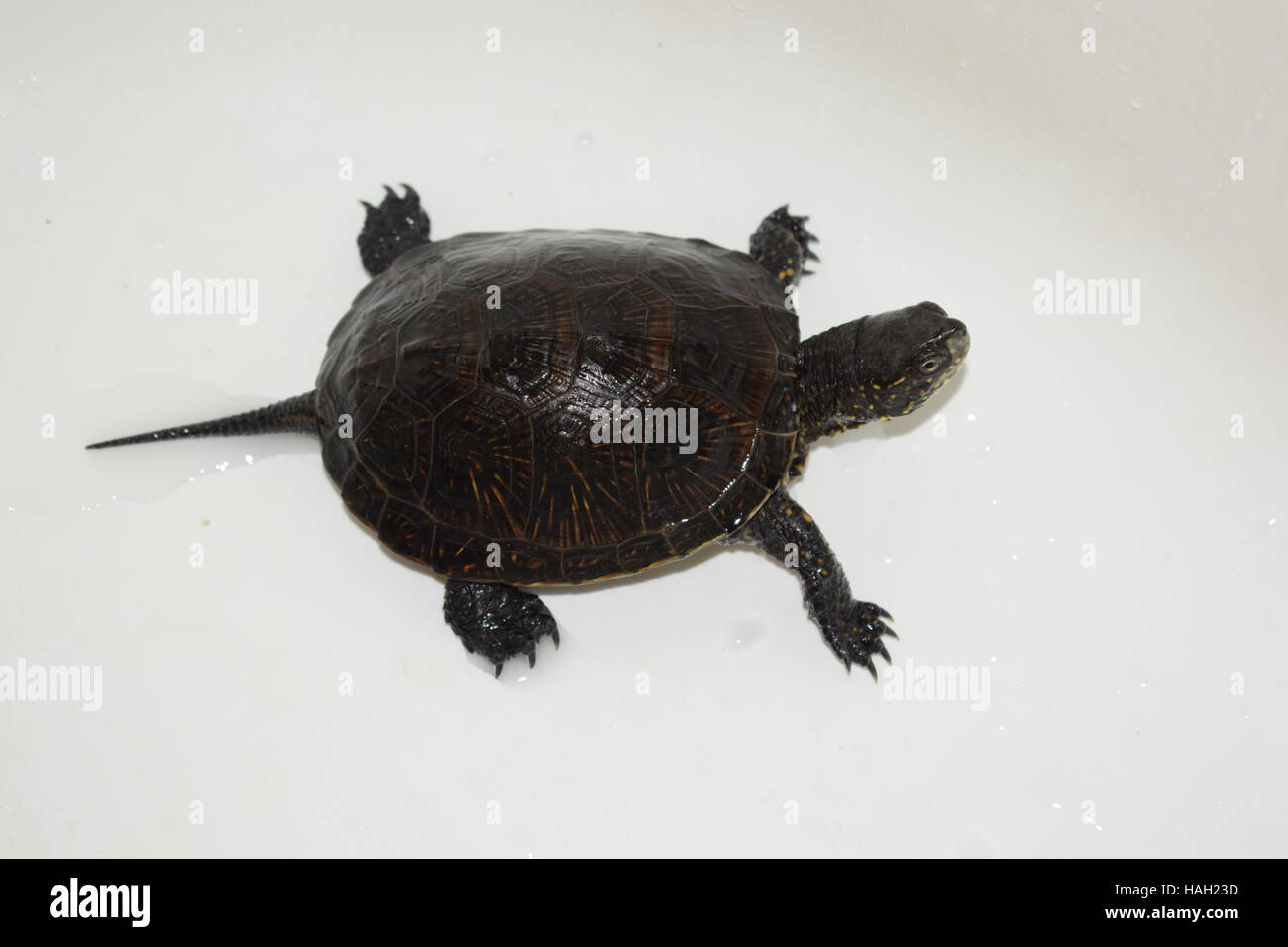 Turtle on white background Stock Photo - Alamy