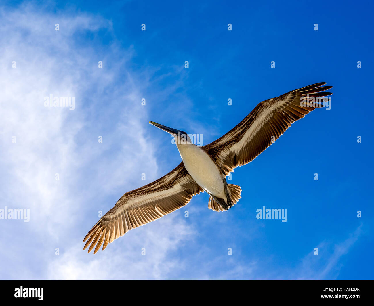 View of a pelican flying overhead with a blue and white backdrop of sky ...